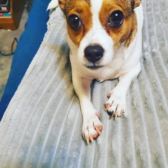 Meet your Posher, Nova - Picture 5 of 11